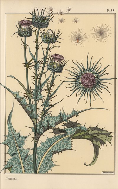 Thistle botanical study by Eugene Grasset