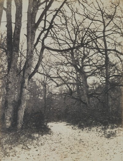 Fontainebleau Forest, ca. 1860 by Eugène Cuvelier