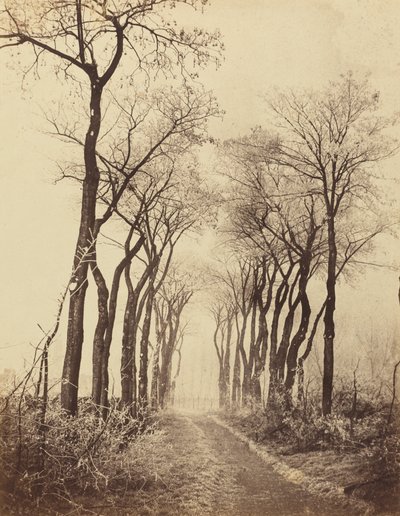 Road and Trees with Hoarfrost by Eugène Cuvelier