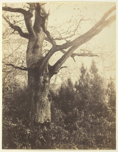 Untitled [Tree] by Eugène Cuvelier