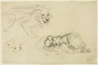 Studies of Lions by Eugène Delacroix