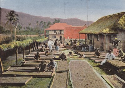 Coffee Preparation in Canala by European Photographer