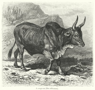 A sanga-ox, Bos africanus by European School