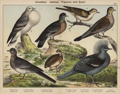 Columbae, Gallinae, Pigeons and Quail by European School