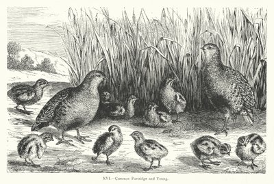 Common Partridge and Young by European School