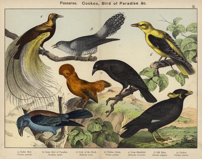 Passeres, Cuckoo, Bird of Paradise by European School