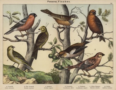 Passeres, Finches by European School