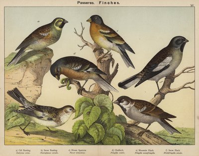 Passerines, Finches by European School