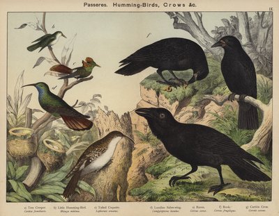 Passeres, Humming-Birds, Crows by European School