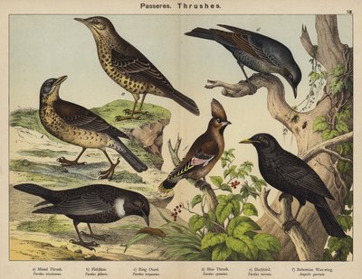 Passeres, Thrushes by European School