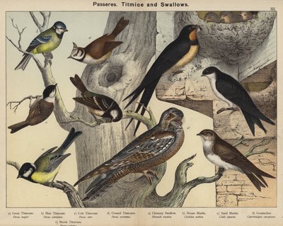 Passeres, Titmice and Swallows by European School