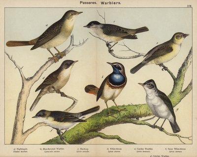 Passeres, Warblers by European School