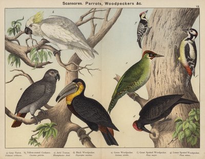 Scansores, Parrots, Woodpeckers by European School