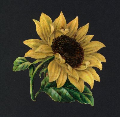 Victorian Scraps: Sunflower by European School