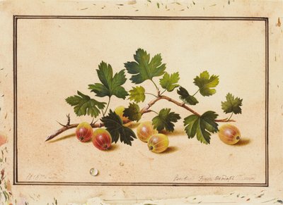 Gooseberries, 1818 by Fedor Petrovich Tolstoy