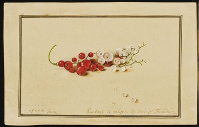 Red and White Currants by Fedor Petrovich Tolstoy