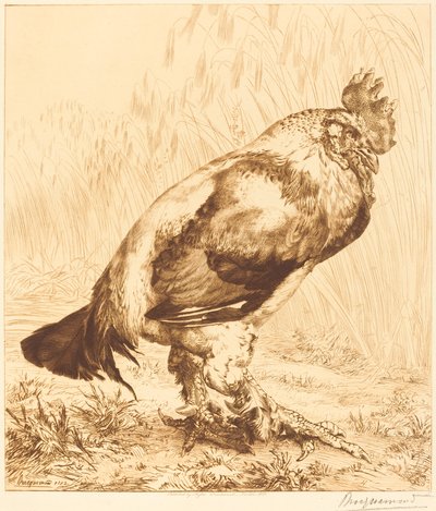 The Old Cock by Felix Bracquemond