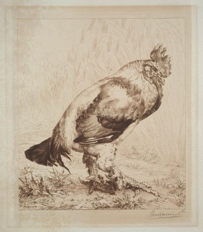 The Old Cock by Felix Bracquemond