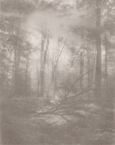 Foggy Jungle 2 by Florent Bodart