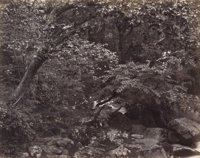 Glen at Lynmouth by Francis Bedford, Francis Frith