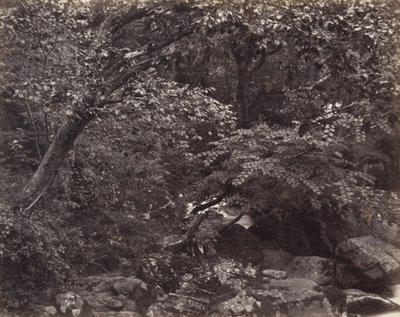 Glen at Lynmouth by Francis Frith