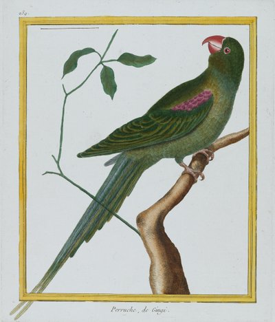 Perruche, de Gingi, c.1770-86 by Francois Nicolas Martinet