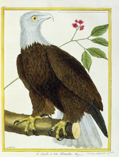 White-headed Eagle by Francois Nicolas Martinet