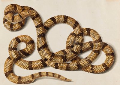 Snake by Franz Anton von Scheidel