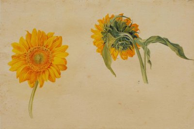 Sunflowers by Franz Horny