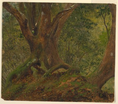 In the Woods, Jamaica by Frederic Edwin Church