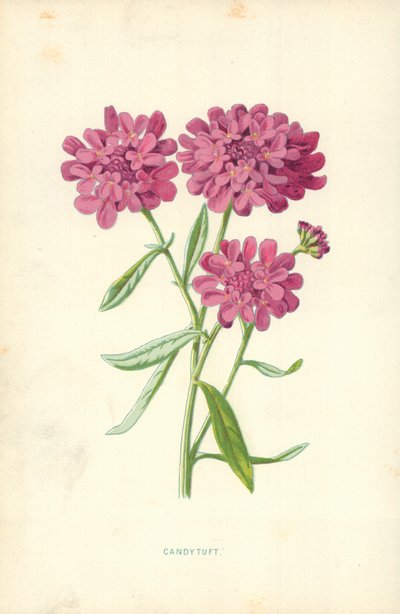 Candytuft by Frederick Edward Hulme