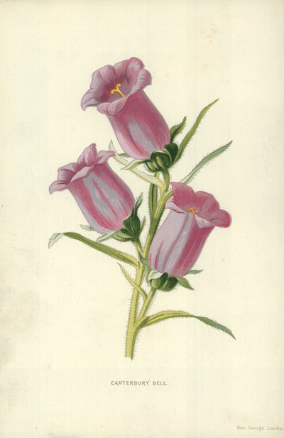 Canterbury Bell by Frederick Edward Hulme