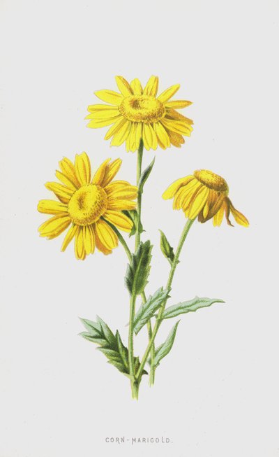 Corn-Marigold by Frederick Edward Hulme