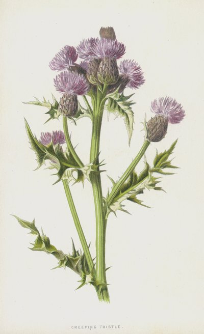 Creeping Thistle by Frederick Edward Hulme