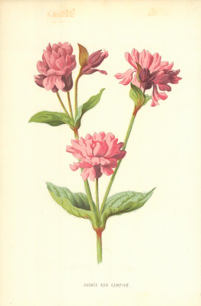 Double Red Campion by Frederick Edward Hulme