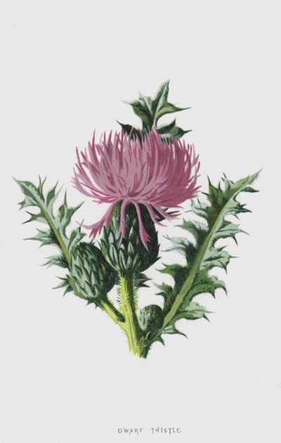 Dwarf Thistle by Frederick Edward Hulme