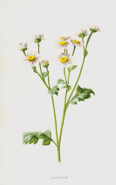 Feverfew by Frederick Edward Hulme