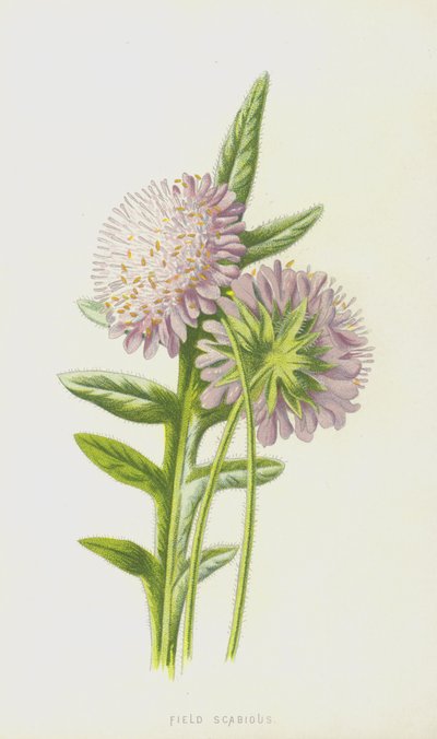 Field Scabious by Frederick Edward Hulme