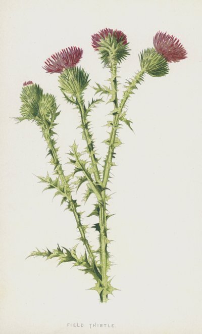 Field Thistle by Frederick Edward Hulme