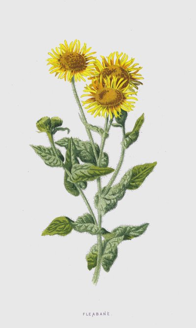 Fleabane by Frederick Edward Hulme