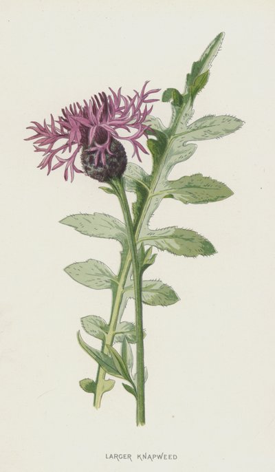 Larger Knapweed by Frederick Edward Hulme