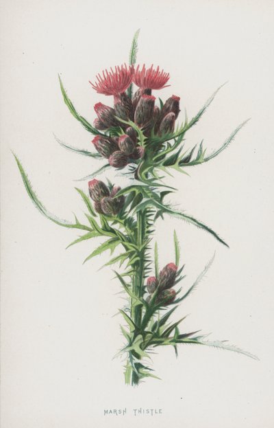 Marsh Thistle by Frederick Edward Hulme