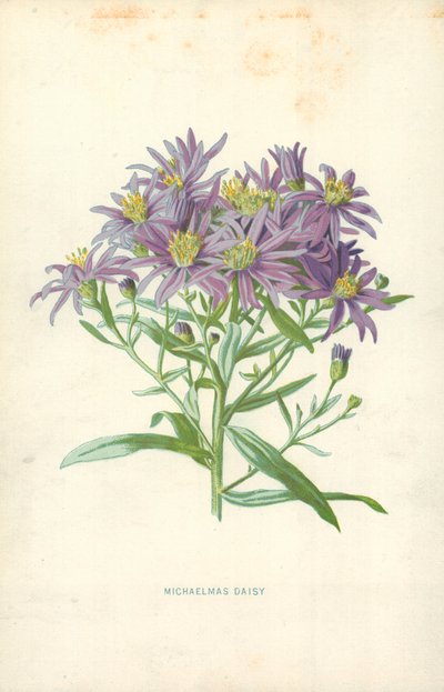 Michaelmas Daisy by Frederick Edward Hulme