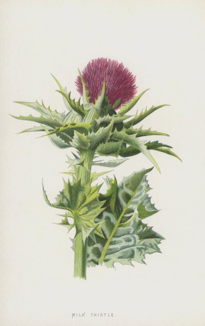 Milk Thistle by Frederick Edward Hulme