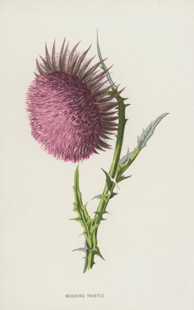 Nodding Thistle by Frederick Edward Hulme