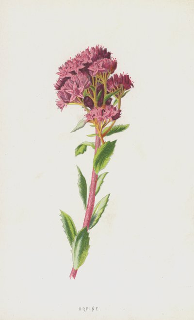 Orpine by Frederick Edward Hulme