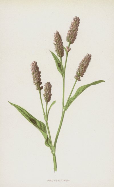 Pink Persicaria by Frederick Edward Hulme