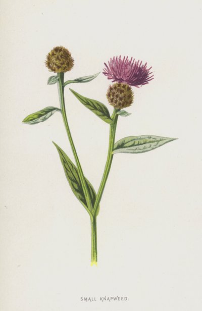 Small Knapweed by Frederick Edward Hulme