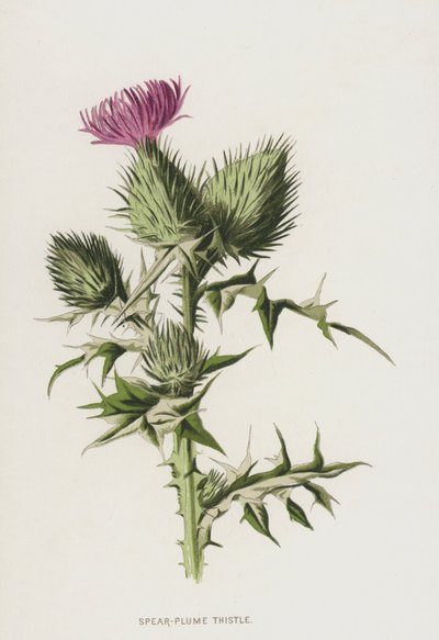 Spear-Plume Thistle by Frederick Edward Hulme