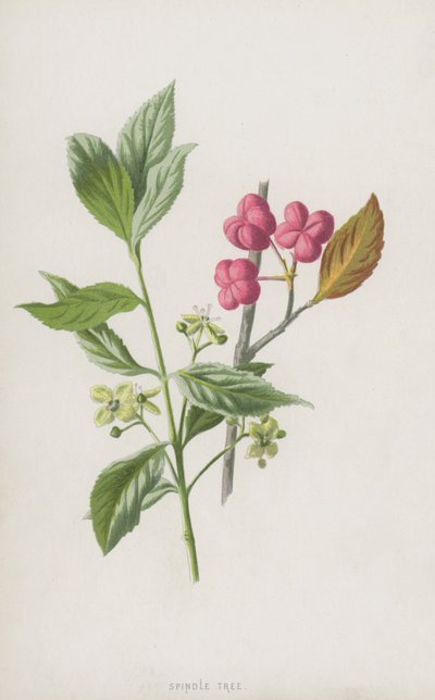 Spindle Tree by Frederick Edward Hulme